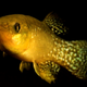 Atlantic killifish
